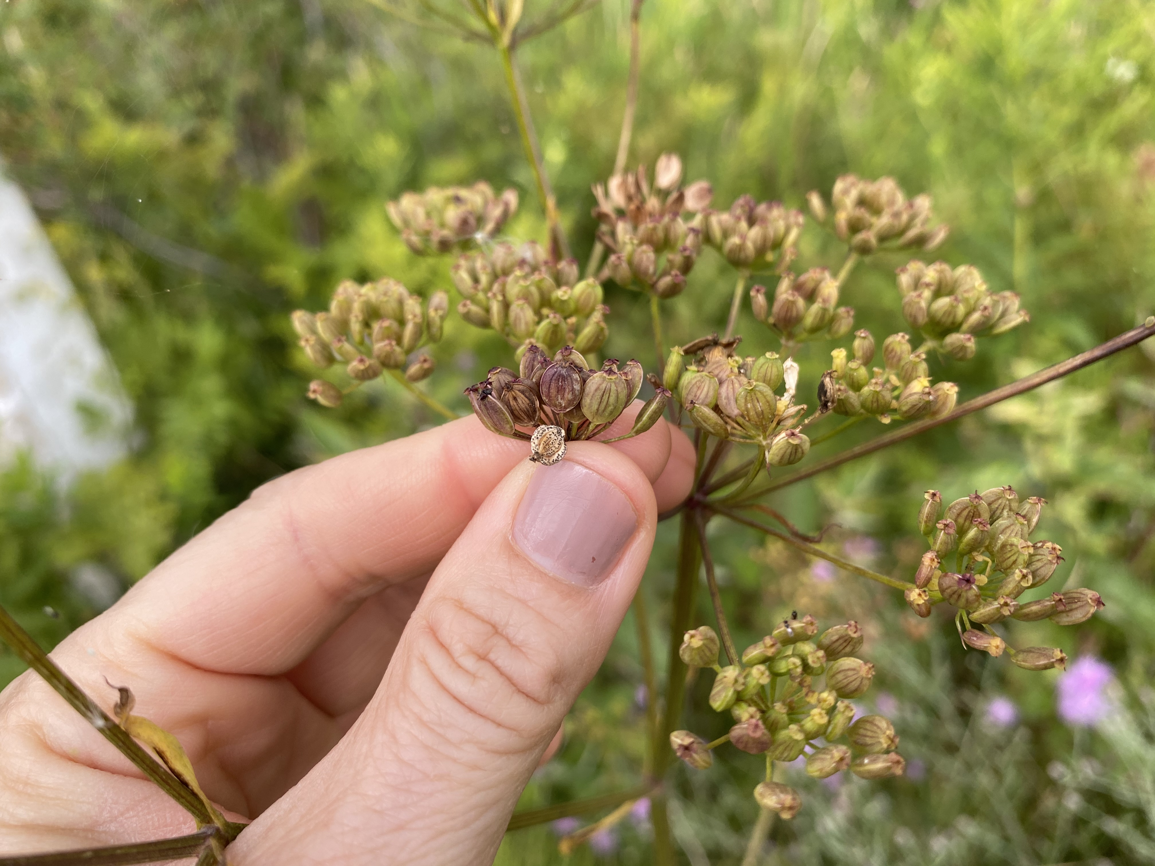 wild parsnip Aug2020 EmmetCo ECH (6)